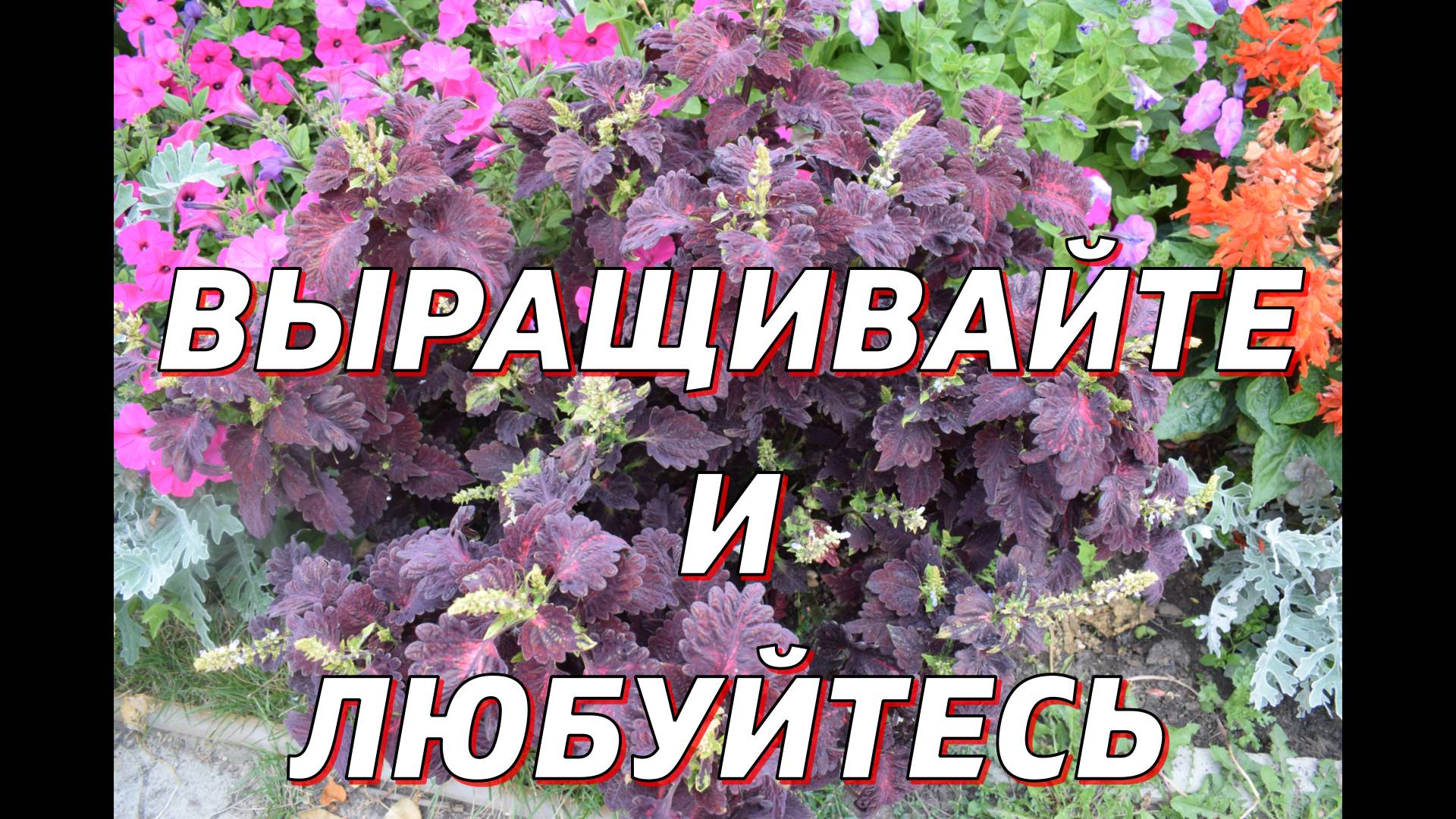 Два способа сохранения Колеуса смотреть онлайн