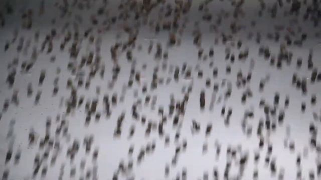 BIOBISCUIT Corporate Video_2019 смотреть онлайн