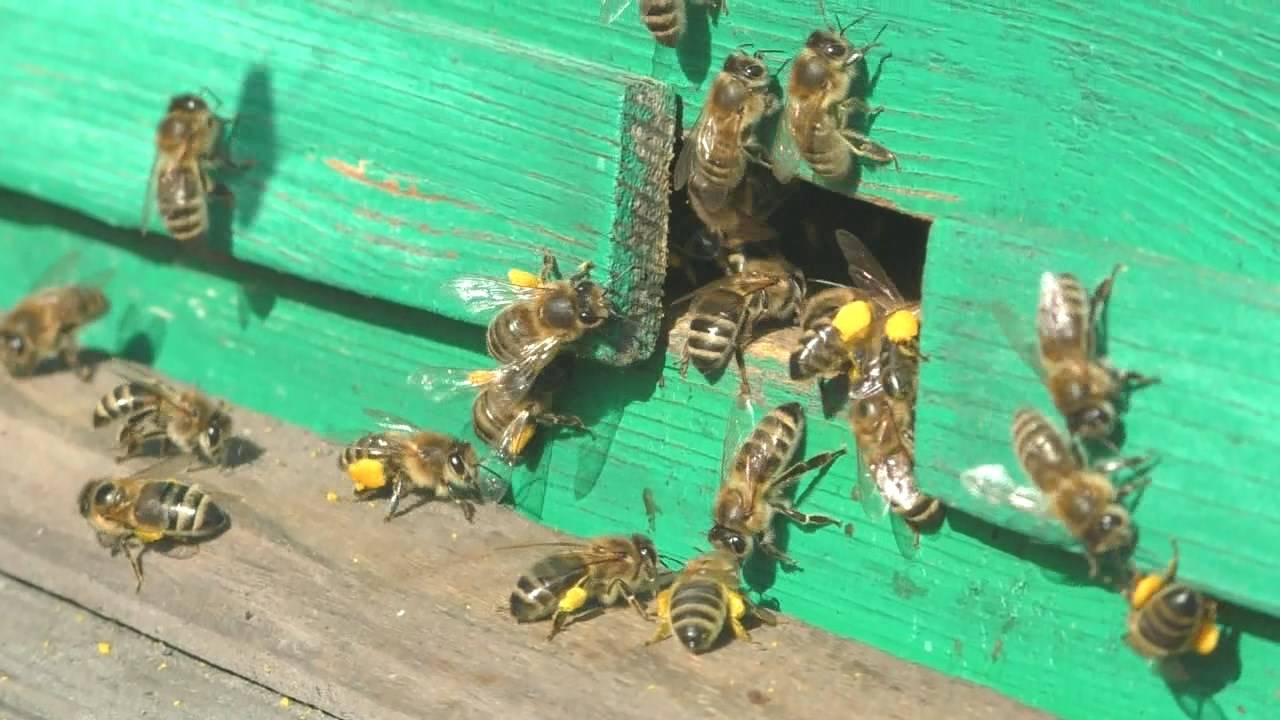 Как весной определить наличие матки в семье без разборки гнезда смотреть онлайн