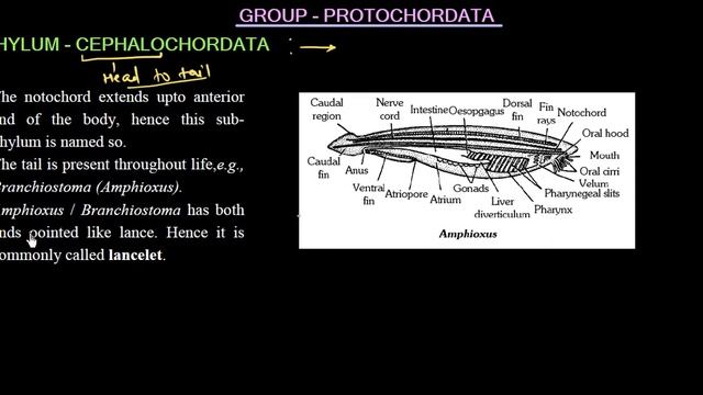 Class 11: Chapter 4||Subphylum, Urochordata, Cephalochordata, Vertebrata|| Shirish Sir (IITian) смотреть онлайн