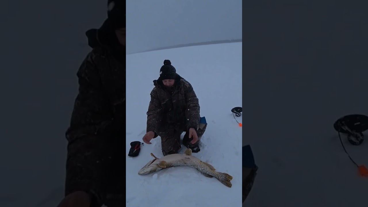 трофей на жерлицу смотреть онлайн