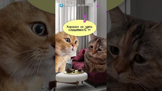 Тук-тук #мыкотики #вмем #разговор #анекдот #шутки #кот #юмор #смешное #прикольно #мемы #cat смотреть онлайн