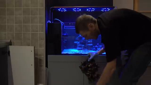 Переезд морского аквариума. Как перевозить кораллы смотреть онлайн