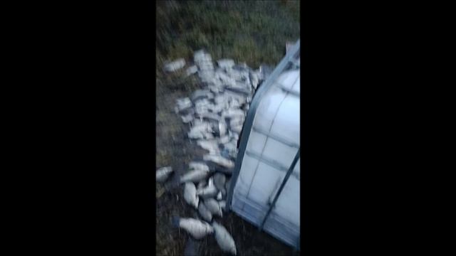 VID_20241122_151408 смотреть онлайн