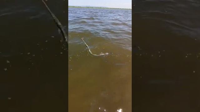 РЫБАЛКА САРГАН НА БОМБАРДУ #shorts смотреть онлайн