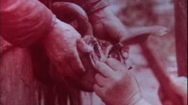 Всесоюзный киножурнал "Фитиль" № 137 1974 г смотреть онлайн