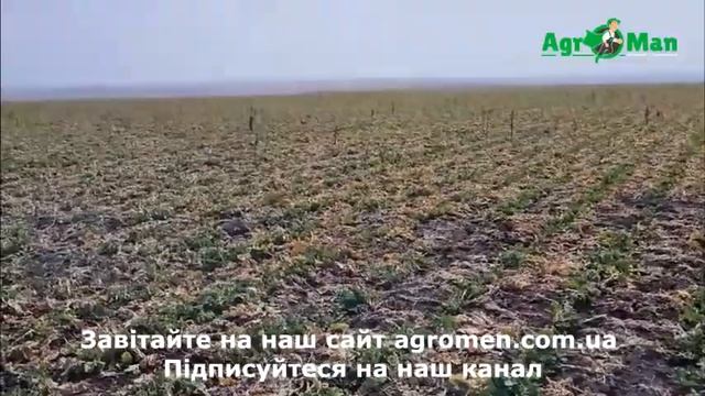 Ріпак контроль прихованохоботника. Вирощування ріпаку смотреть онлайн