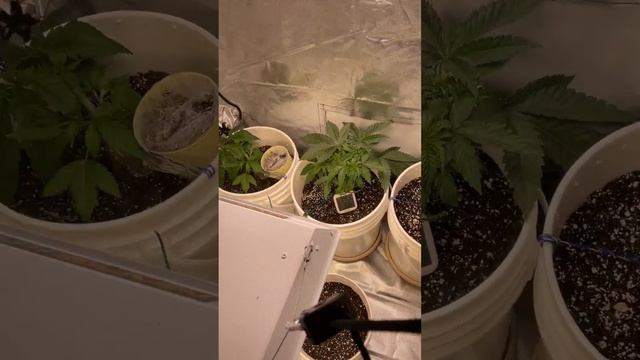 First grow week 5 for my phenols and week 1 for my autos смотреть онлайн
