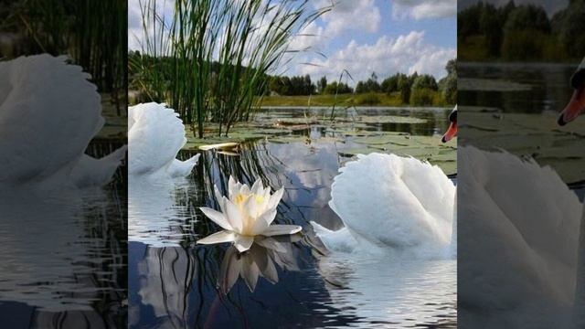 Пётр Ильич Чайковский (лебединое озеро)