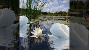 Пётр Ильич Чайковский (лебединое озеро)