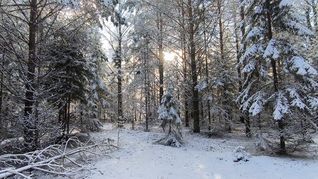 Заснеженный лес. ч.12. Ноябрь 2024 смотреть онлайн