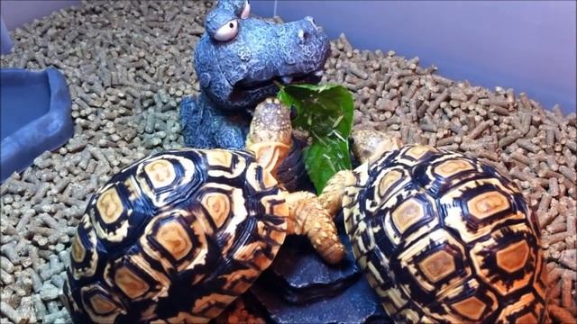 Ah Fook & Ah Luk - #09 Fighting for Food смотреть онлайн