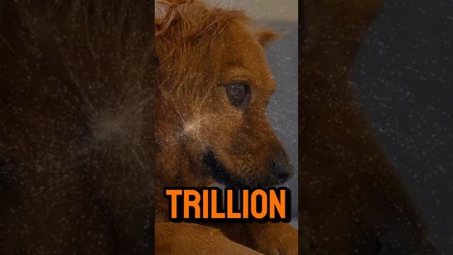 Interesting Facts About Dog смотреть онлайн