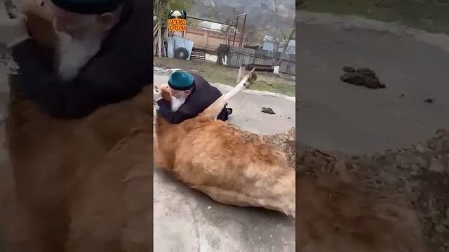 Мощный старик смотреть онлайн