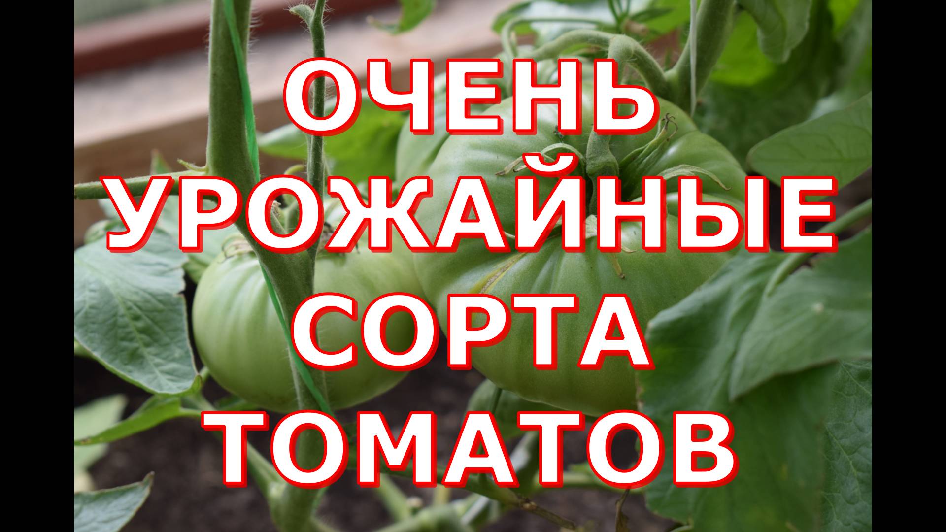 С этими сортами томатов не останусь без урожая смотреть онлайн