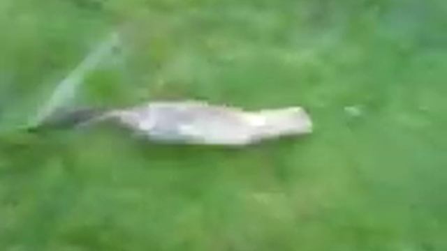 Ferrit смотреть онлайн