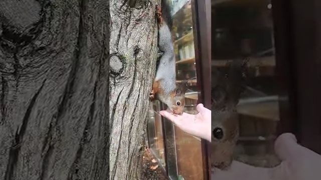 белка 🐿️👍