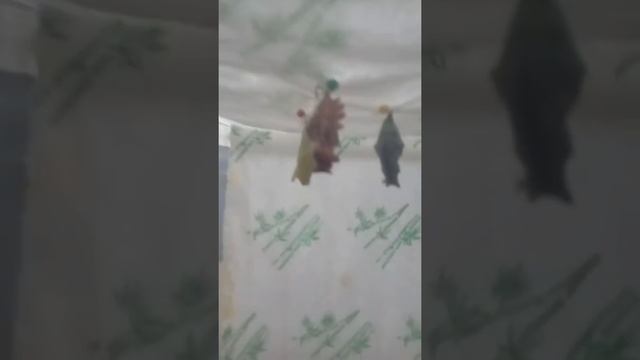 Мне привезли куколки бабочек вместе с домиком!!! смотреть онлайн