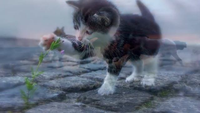 Do Our Departed Pets Go To Heaven? Yes They Do. Bible Study смотреть онлайн