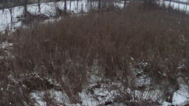 Фазан. Сбился со счёта ! Видео охота. Pheasant. Has lost count ! Video hunting. смотреть онлайн