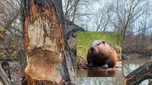 Как бороться с бобрами  на дачных участках. #выживаем_бобров_со_своего_участка.