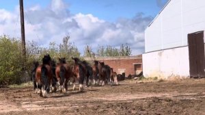 Владимирские тяжеловозы - табун