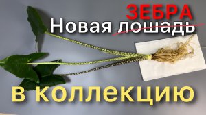 Разговорная ПЕРЕСАДКА Алоказии Зебрина / Alocasia Zebrina Новинка! Препарат Максим от гнили