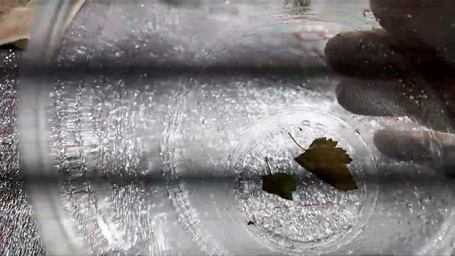 Эксперимент с листьями малины не удался. смотреть онлайн