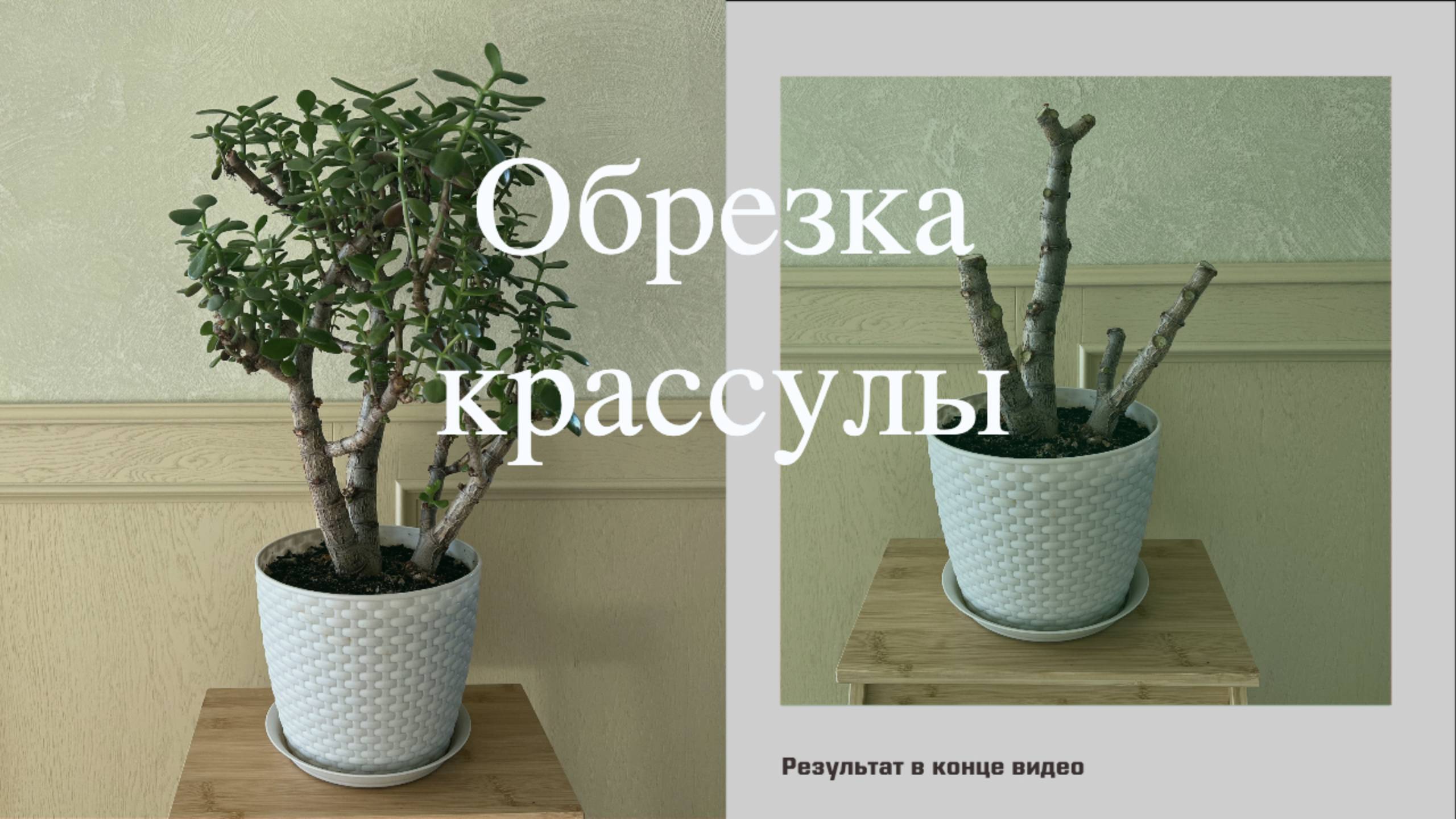 №60. Крассула (толстянка). Полная обрезка тонких ветвей. Создание новой формы.