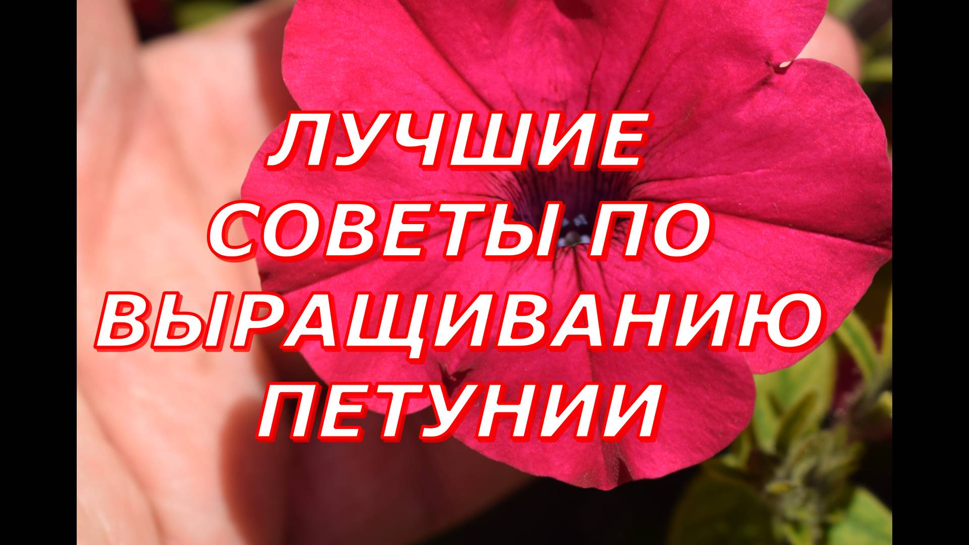 Перевалка и прищипка петунии смотреть онлайн