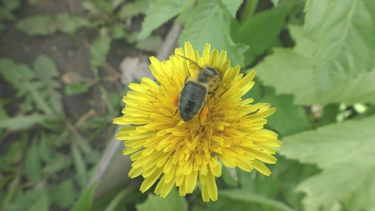 Тихая смена матки-самая надежная смотреть онлайн