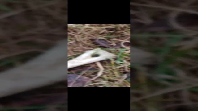 нашли кость