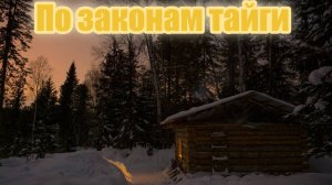 По законам тайги