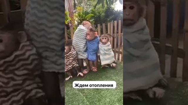 обезьянки