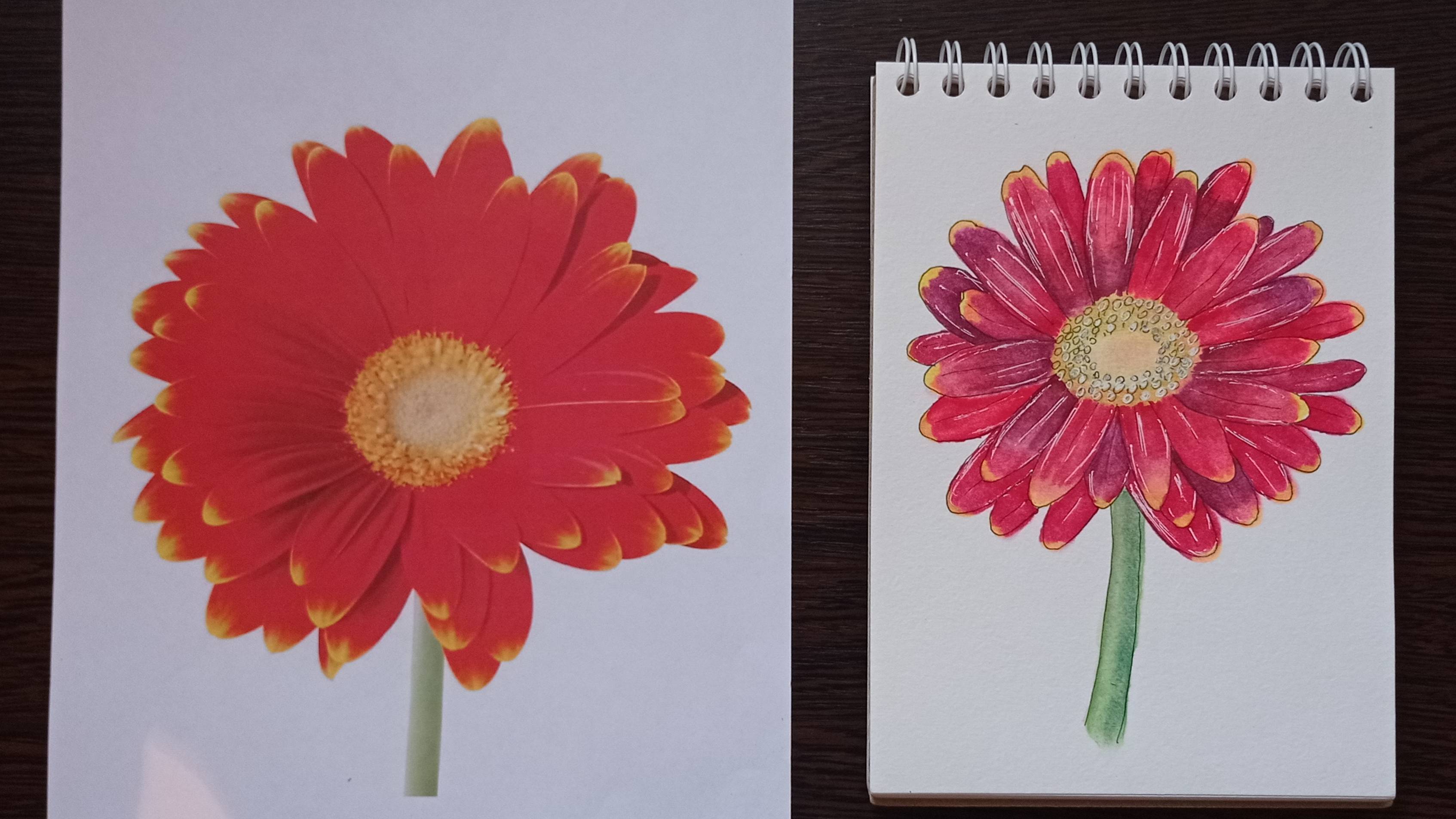 Цветок герберы