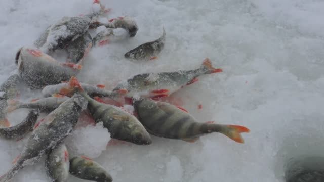 ПОШЕЛ СНЕГ И ОКУНЬ СОШЕЛ С УМА. БАЛАНСИРЫ, МОРМЫШКИ И БЛЕСНЫ В РАБОТЕ смотреть онлайн