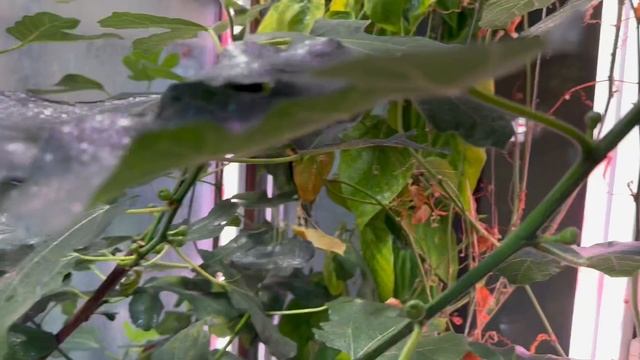 Плодоношение инжиров в домашних условиях