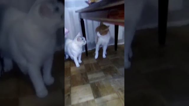 Break 😁🐈⬛ спор🐈 #shorts #cats