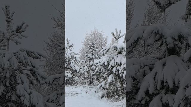 Тверь заметает, балканский циклон Каэтано #заметает #снежныйциклон #зима #снегопад #зимаблизко смотреть онлайн