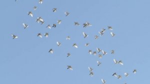 Лётные голуби 17