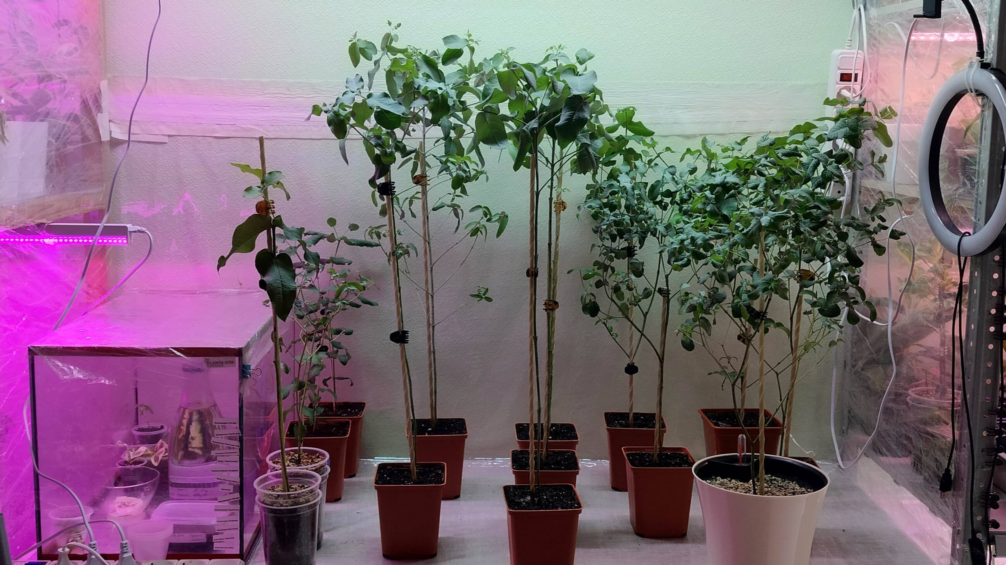 Эквалипт Шаровидный GLOBULUS/ Блю Гам. Тонкости содержания, выбор грунта и стрижка-формирование. смотреть онлайн