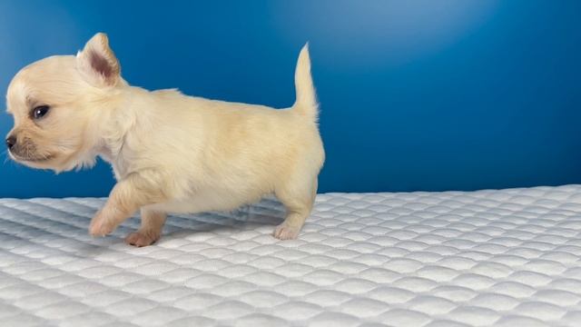 Игл Мэджик Тинки-Винки (1 месяц)