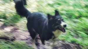 Папоротниковая тропа - урок в лесу