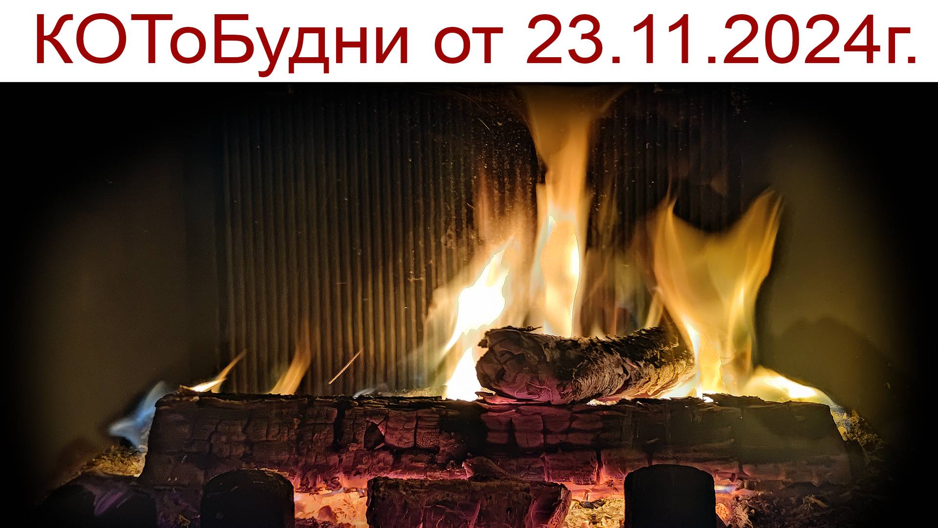 КОТоКлизмы погоды, подготовка к Новому Году начинается или КОТоБудни от 23.11.2024г. смотреть онлайн