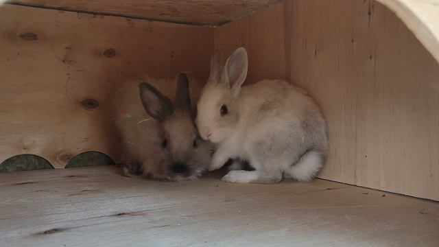 кролики смотреть онлайн