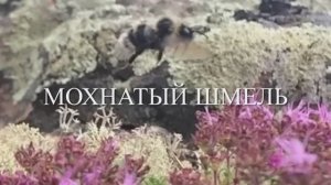 2024_11_МОХНАТЫЙ ШМЕЛЬ