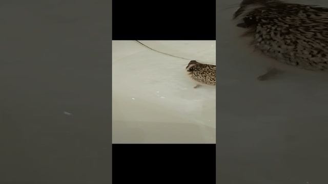 ёжик 🦔 купается ☺️ смотреть онлайн