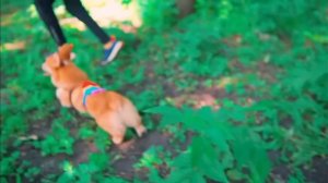 королевские корги коржик