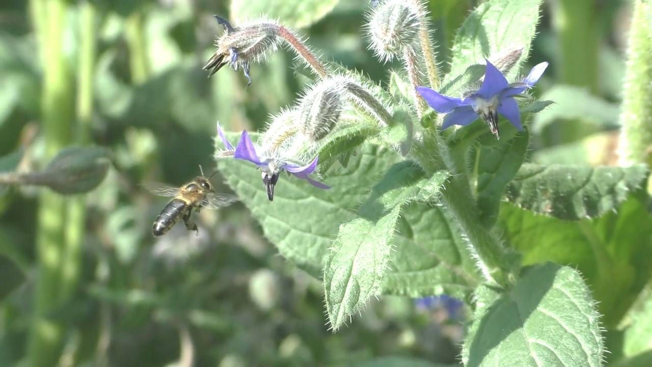 Почему пчелы запасают меда больше, чем им надо для зимовки смотреть онлайн