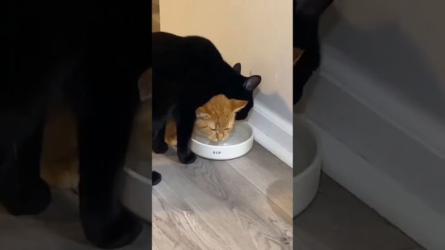 Прикольные котики. Забавная подборка видео. смотреть онлайн